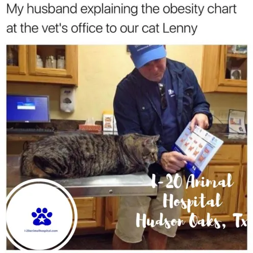 A meme of a man showing a chart to a large cat